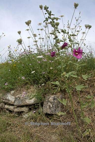 scene near forcalquier 3 graphic